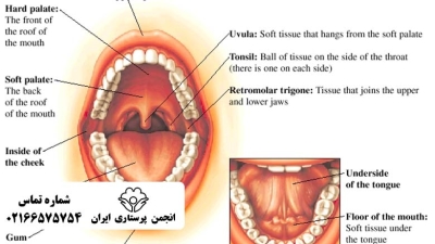 آشنایی دستیار دندانپزشک با آناتومی انواع دندان
