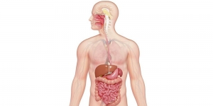 نحوه اثر داروها