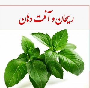 ریحان و آفت دهان
